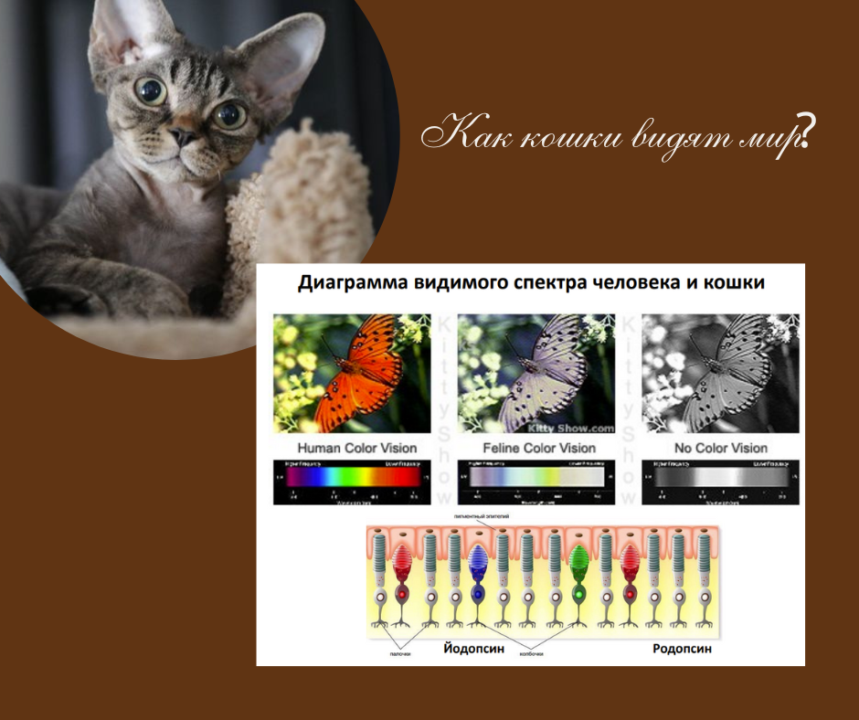 Покажи как видят кошки. Как видят кошки. Как видят мир кошки. Мир глазами кошки. Какие цвета видят кошки и коты.