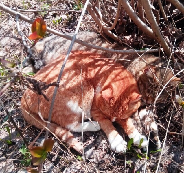 Сколько здесь котов? ))) Нашим котикам эта статья не нужна, со сном у них все в порядке!