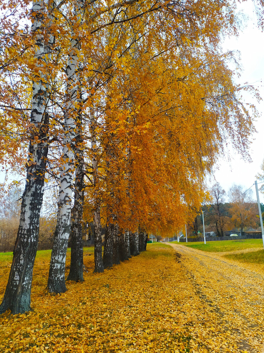 Золотая осень в деревне. Фото автора https://www.instagram.com/p/CY4wXUetf6W/?igshid=YmMyMTA2M2Y=