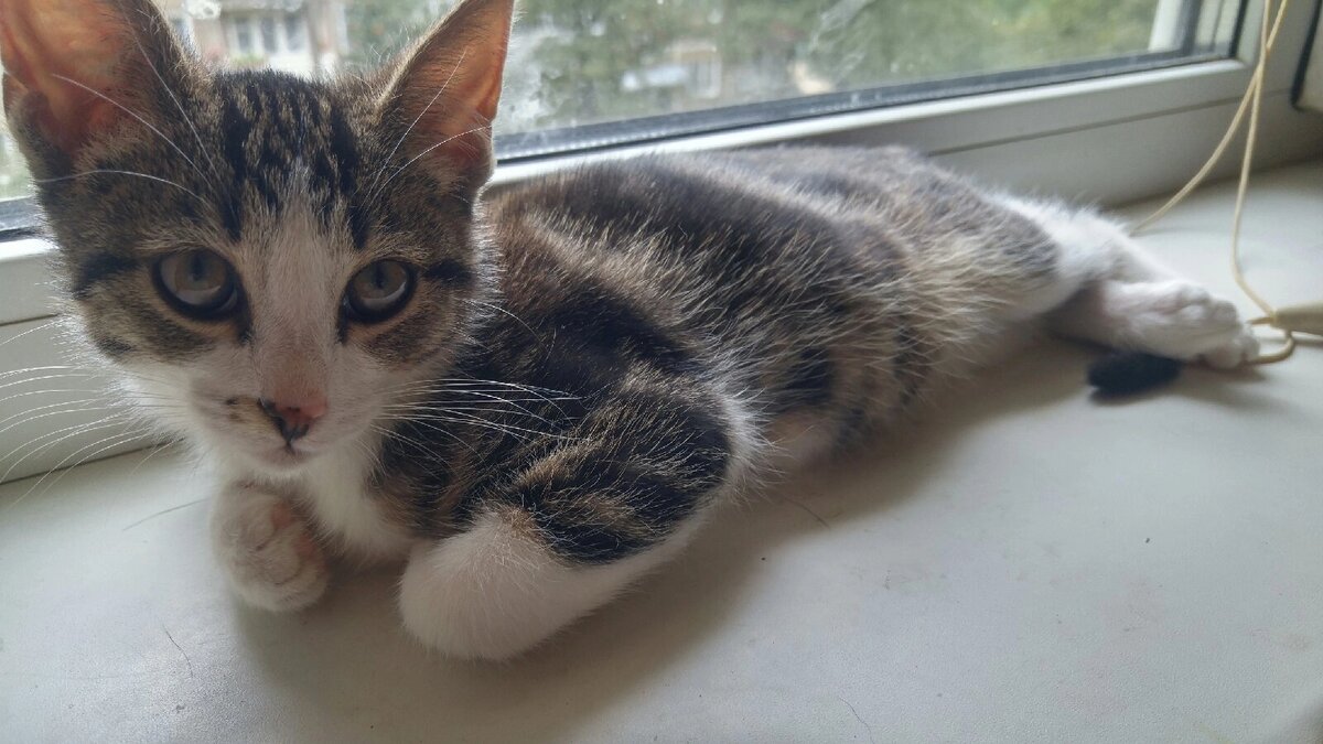 таблетки чтобы проглистогонить кошку. таблетка для глистогонки кошки. таблетки от гельминтов для кошек. кот после глистогонки. фебтал кровь в кале у кошки.