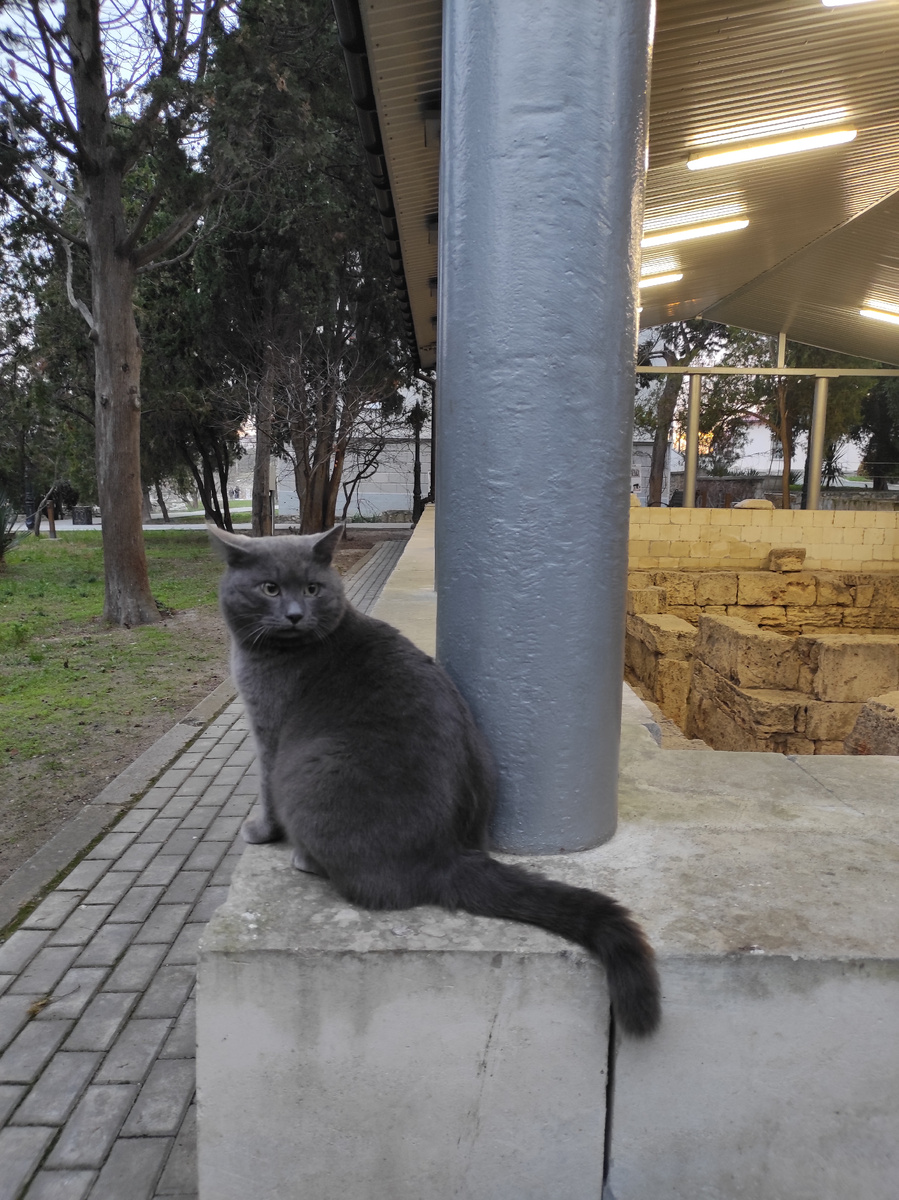 Просто прекрасный кот