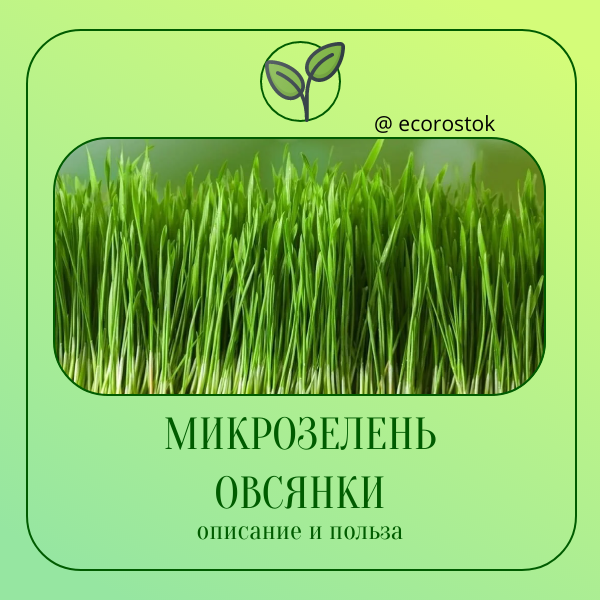 Микрозелень овсянки: Описание и польза