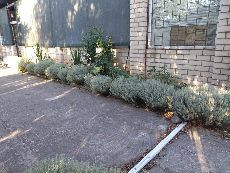 Сантолина кипарисовидная вдоль бордюра.