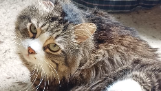 Кошка без лап. & кошке 649 rtfhdrttuhfygf. Дзен кот без лап. Эйбл кот. Дзен кот без лап.