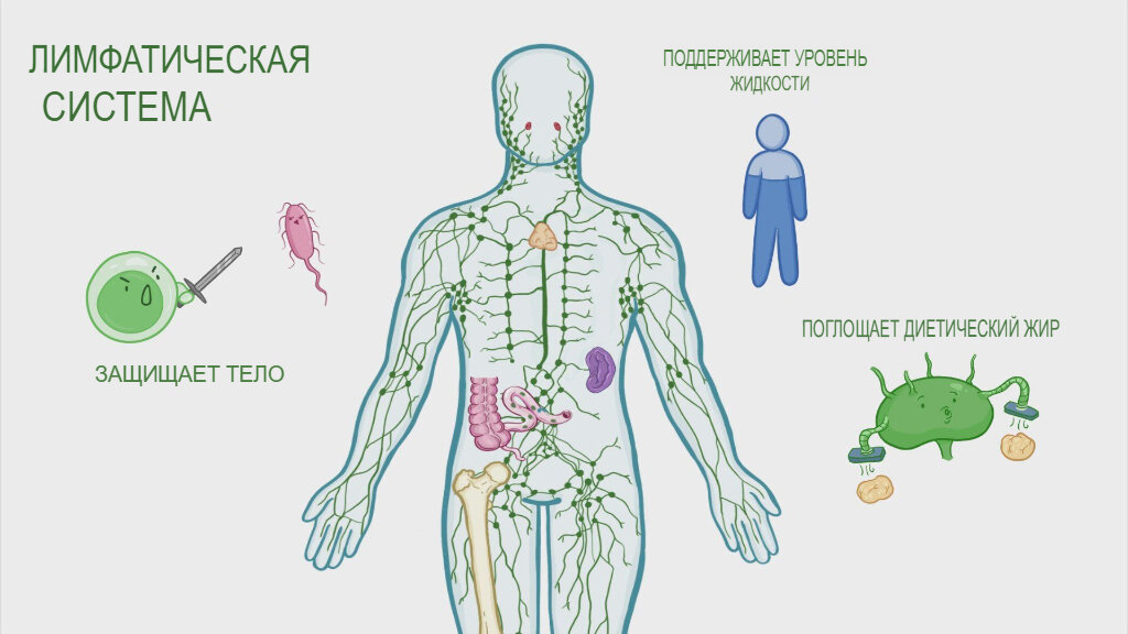 Лимфатическая система организма наглядно - изображение osmosis.org