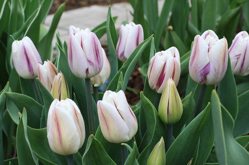 Пин от пользователя Cynthia на доске Tulips Тюльпаны, Цветы, Букет