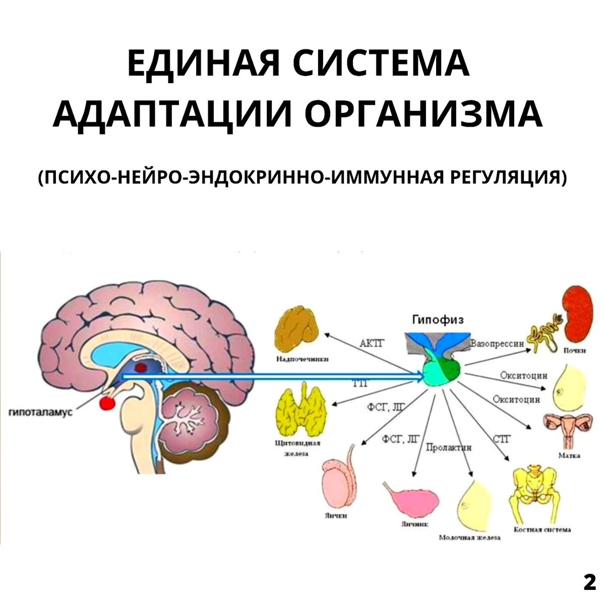 13 Особенностей нейродермита и его реальные причины, о которых молчат врачи  | После болезни | Дзен