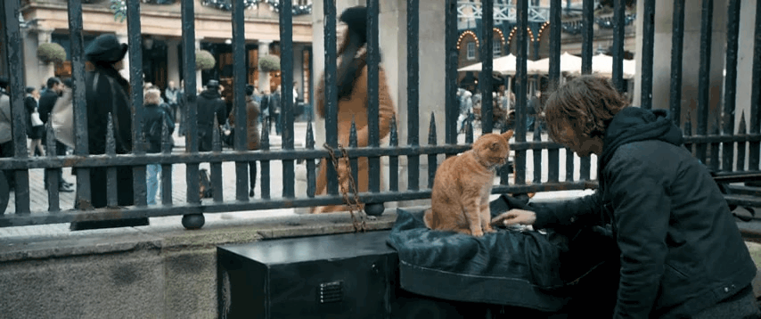 Коты: 7 трогательных книг для любителей котиков. GIF-изображение автора