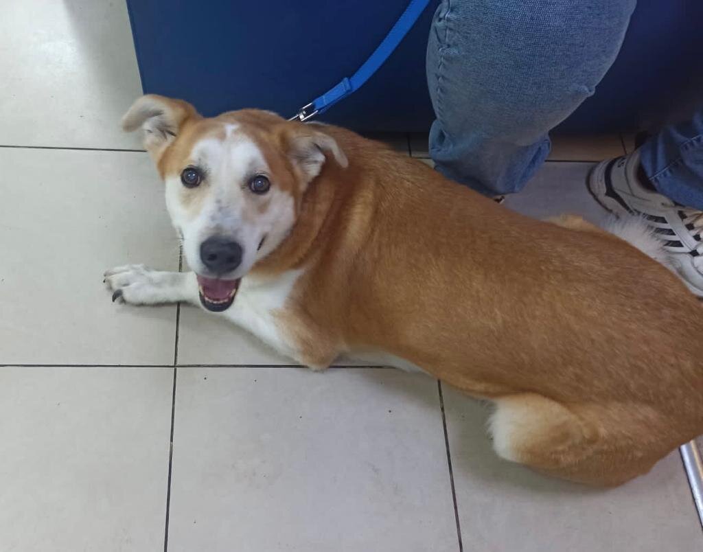 Каспера второй раз в клинике Шилкина