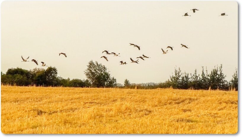 Птицы улетают осенью песня. Отлёт журавлей.отлёт журавлей.. Птицы над полем. Птицы улетают на Юг. Журавли в поле.