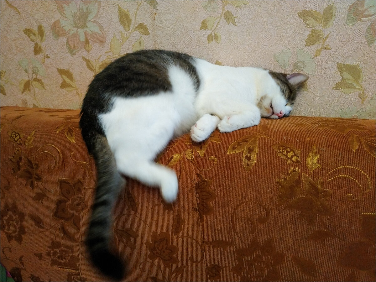 днем сладко спит, а ночью ему не нравится, что мы спим