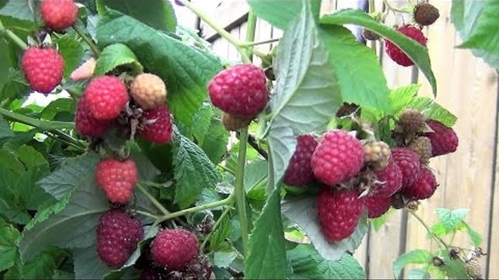 Фото из интернета