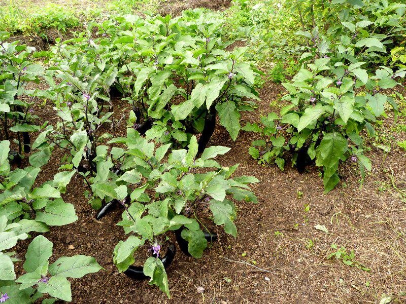 Баклажан. Hack Garden.
