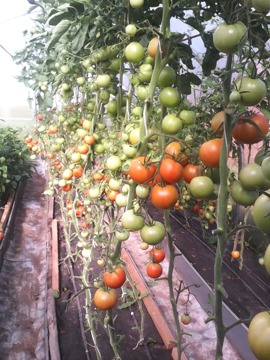 Здраствуйте  уважаемые садоводы на улице весна, май месяц, а значит пришло время высаживать рассаду в теплицу.  Хочу поделиться с вами своим способом устройства капельного полива. Теплица у меня из поликарбаната  8 метров выращиваю в ней томаты, сладкий перец и даже в прошлом году арбузы, а проживаю я в Костромской обл., далеко не юг.