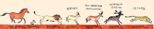 Волк км час. Скорость бега животных. Максимальная скорость животных км/ч. Средняя скорость бега животных. Скорость бега оленя.