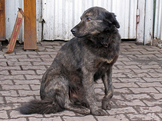 ЭТО БЕЗДОМНАЯ СОБАКА                                                     