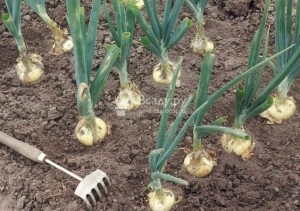 Если в почве недостаток азота, перья лука медленно развиваются и выглядят слабыми. Но избыток прикормки тоже плохо. Растение пустит все силы на выгонку зелени, а сама луковица будет недоразвитой. Если нет автоматической системы полива, после прикорма обязательно полейте лук. После увлажнения каждый раз придется рыхлить грунт.