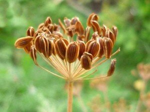 Укроп хорошо будет расти в плодородной почве, поэтому перед посевом обязательно удобряйте землю перегноем или просеянным компостом. Учтите, что свежий навоз, известь или доломитовую муку вносить нельзя – это лишь испортит почву именно для укропа.