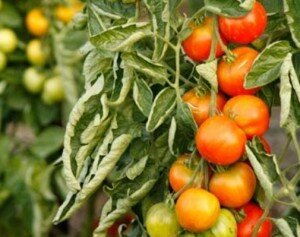 Если вы провели процедуру пасынкования, а к вечеру или на следующий день заметили, что листья томата скручиваются, значит, вы совершили ошибку в удалении лишних побегов. Начинающим садоводам стоит покупать семена помидоров, из которых получаются растения, не требующие пасынкования. Если же эта процедура все же нужна, то проводите ее по правилам: