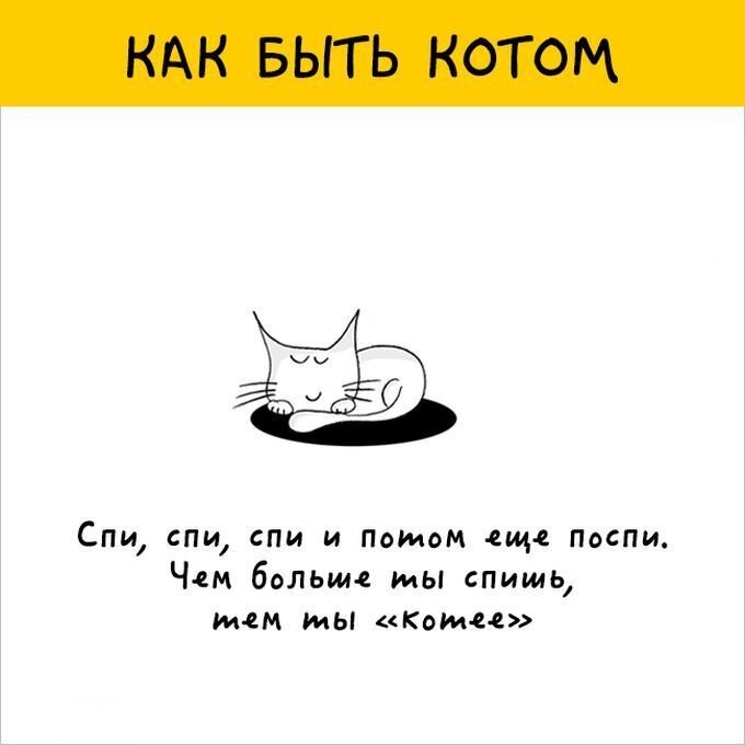 Руководство для котов, например