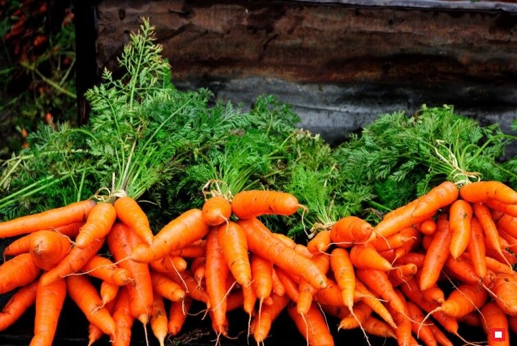 Большое количество моркови. Мешок моркови. Много моркови. Гора моркови. Морковь, сетка.