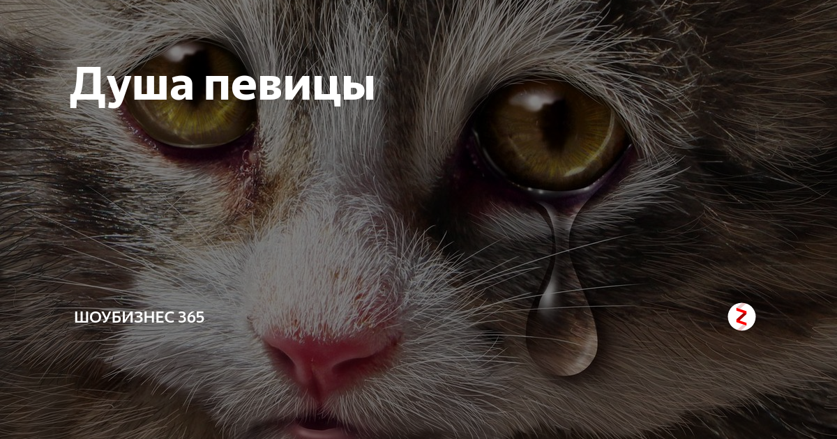 Кот плачет. Плачущий котенок. Плачущий злой кот. Кошки не плачут. Плачут ли коты