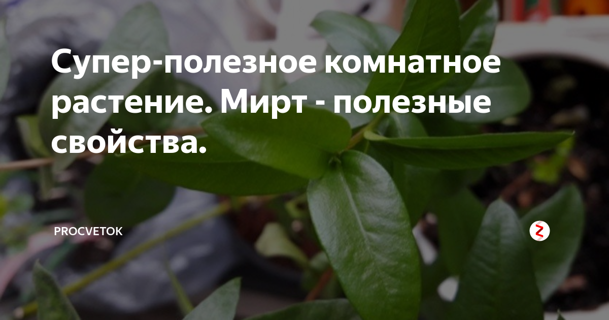 Мирт суеверия. Мирт комнатное растение полезные свойства. Мирт лекарственное растение.