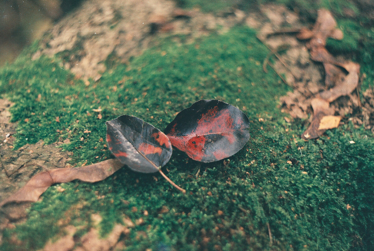 В основном там запущенные и дикие плодовые деревья - низкие, искривленные,  давно упавшие и покрытые мхом.  В тот раз наснимал я мало, поскольку было пасмурно, накрапывало, и при этом рядом шаталось слишком много людей.