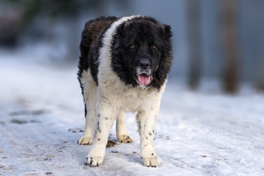 КРАТКОЕ ОПИСАНИЕ ЭТО БЕССТРАШНЫЙ ВОИН