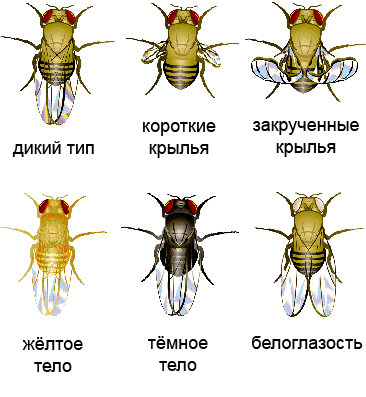 Различные виды мушек дрозофил