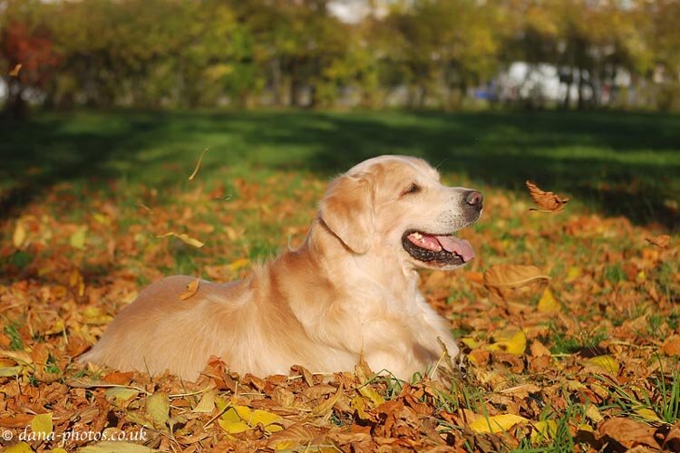 Золотистый ретривер Ambergold GK Artful Award