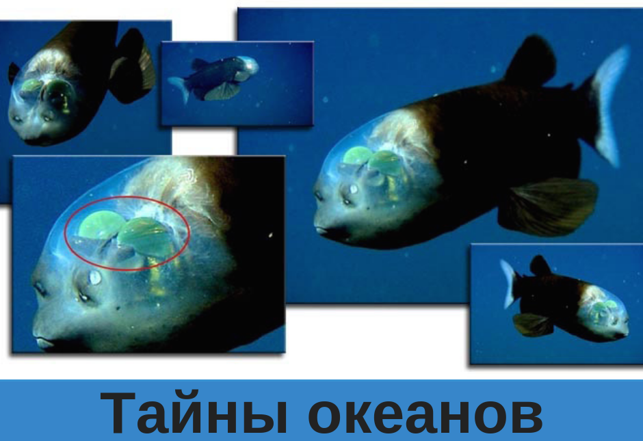 Глаза макропинны обведены красным овалом