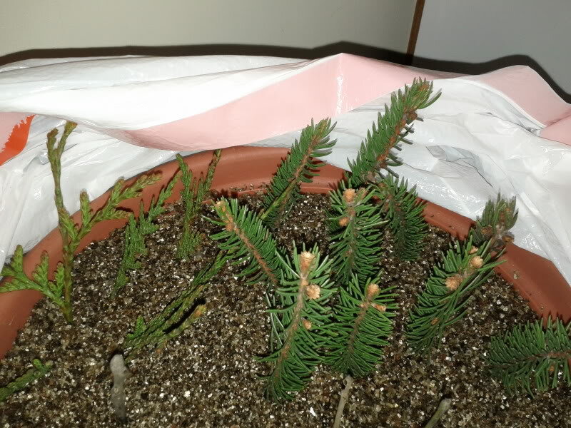 Фото: http://hvoinie.ru/wp-content/uploads/2013/04/Размножение-ели-черенками.jpg