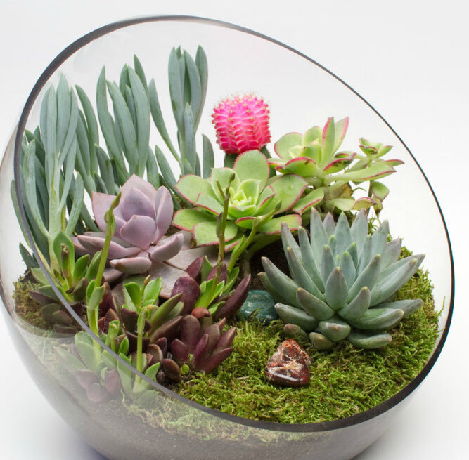 Растения -суккуленты похожи на игрушечные, они не требуют кропотливого ухода и радуют вас много лет.