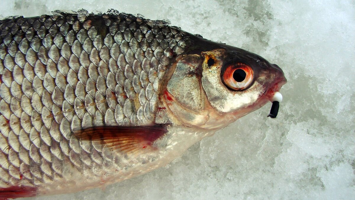 Плотва на гвоздешарик