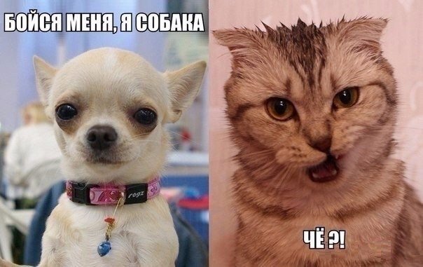 Кот и собака на диване