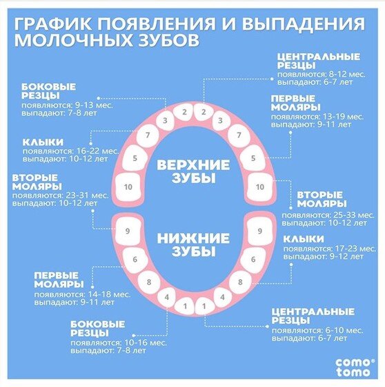 Сроки Прорезывания Зубов У Ребенка