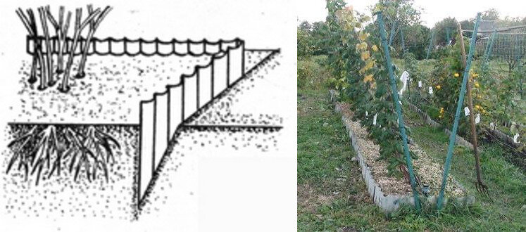 Источник фото: https://berrys.guru/wp-content/uploads/2018/05/ogranichenie-razrastaniya-maliny-s-pomoshchyu-shifera.jpg