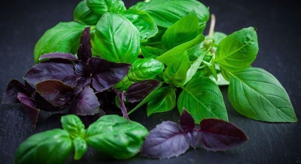 Всем привет! Сегодня мы расскажем, какие натуральные продукты питания и травы для памяти можно применять в домашних условиях.-5