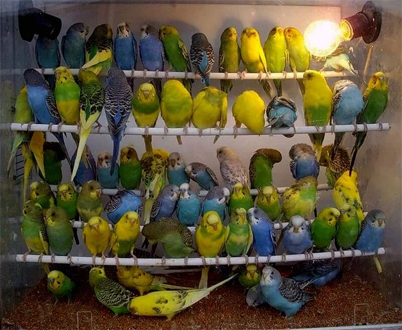 Сколько стоят рублей попугаи
