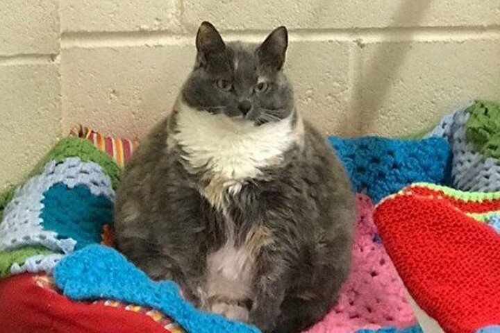 Фото: Facebook/WoodsideAnimalSanctuary