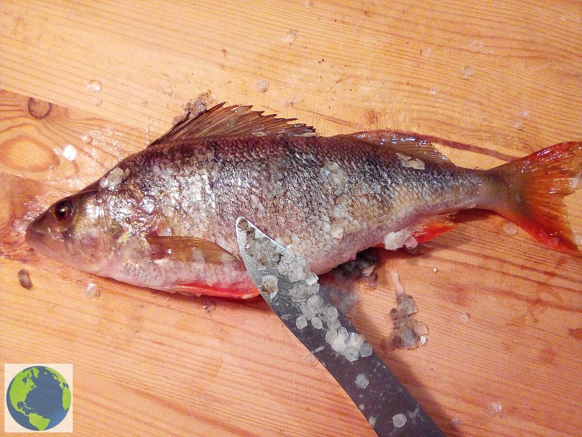 Чистка окуня ножом. Фото: канал THE WORLD