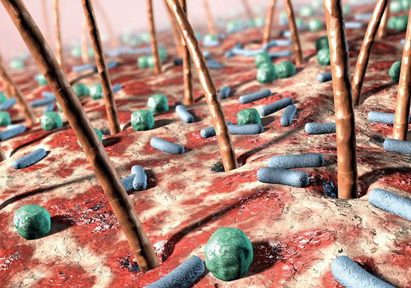 Кожа – это наша защитная оболочка от внешней среды, разного рода бактерий и паразитов. 