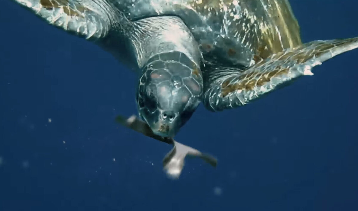 Черепаха поедает съедобную упаковку от Saltwater Brewery.