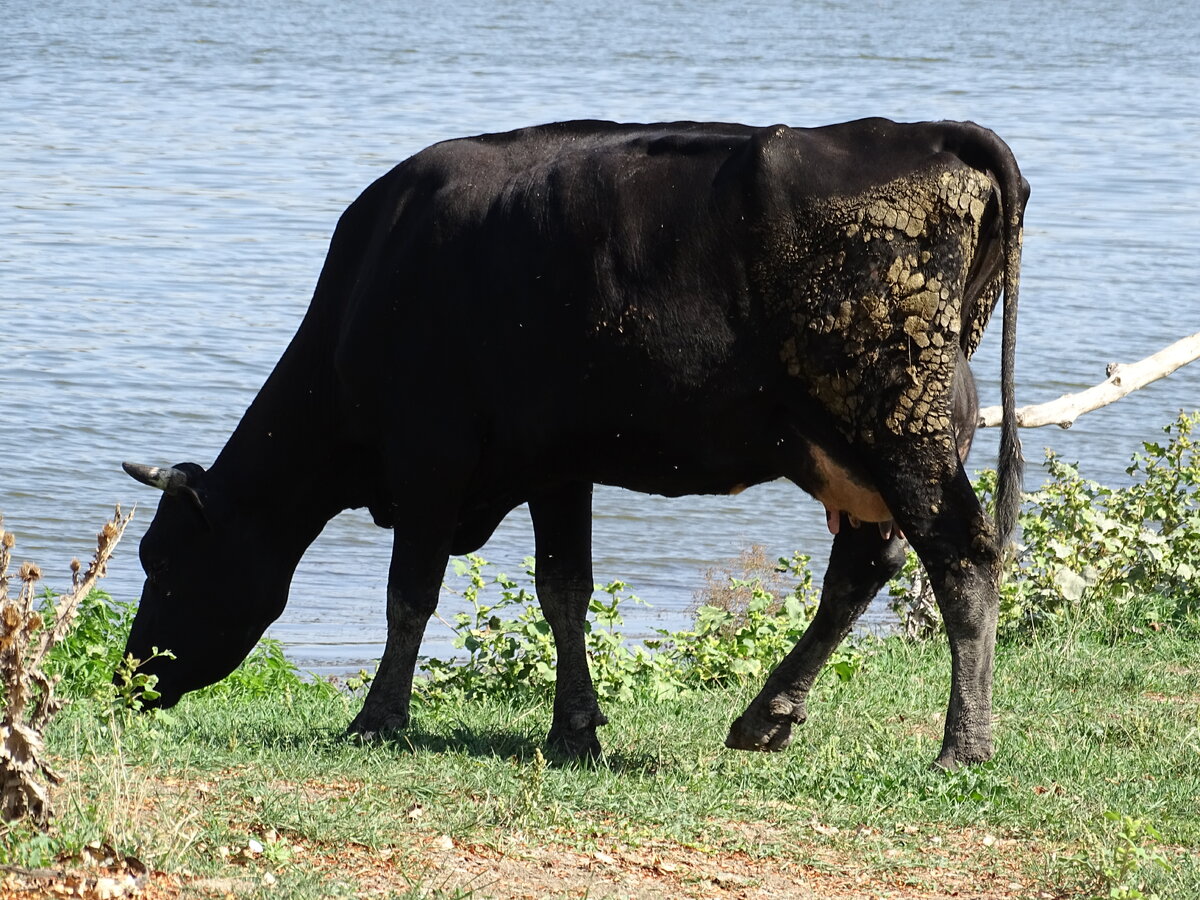 Вот так примерно выглядит засохший навоз на корове. Это не самый запущенный вариант, кстати. Видно что вымя у коровы чистое. Значит хозяин хорошо его вымыл. Навоз высох на ветру и стал твердым. Представляете картину когда с коровы стекал жидкий свежий навоз?