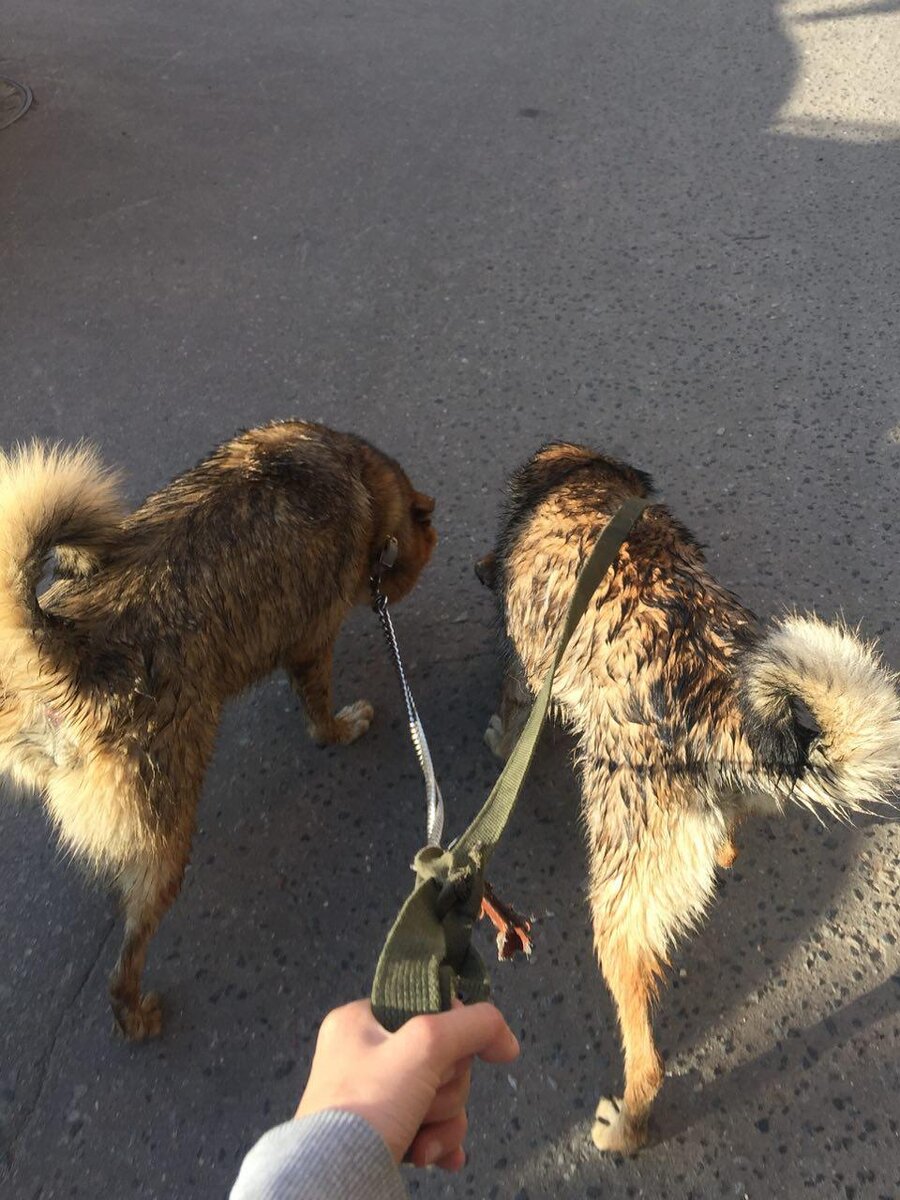 Вот так слепила абы что из двух поводков