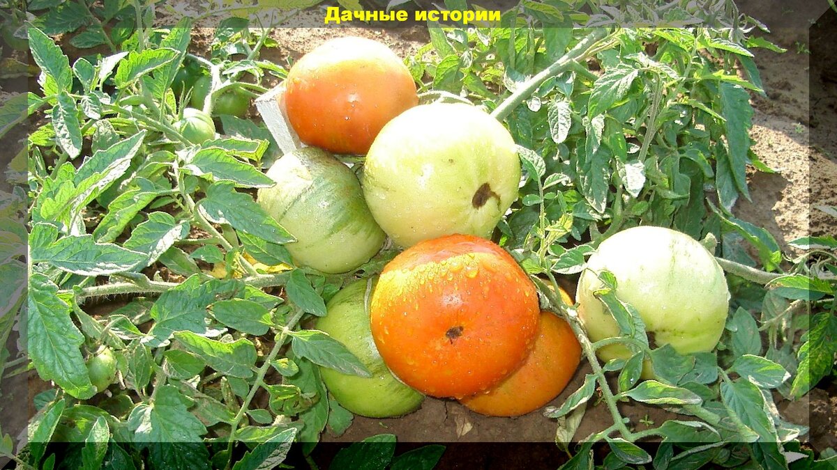 https://vk.com/photo-159774511_457242132