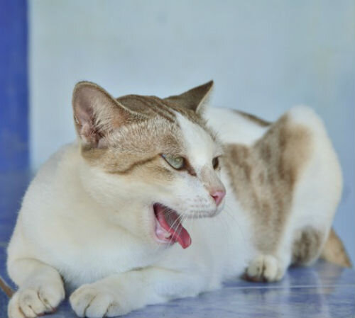 Почему кошка кашляет и хрипит | Лапа помощи | Дзен