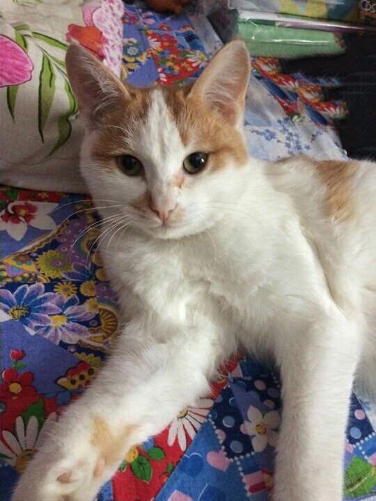 Красавчик Мурзик