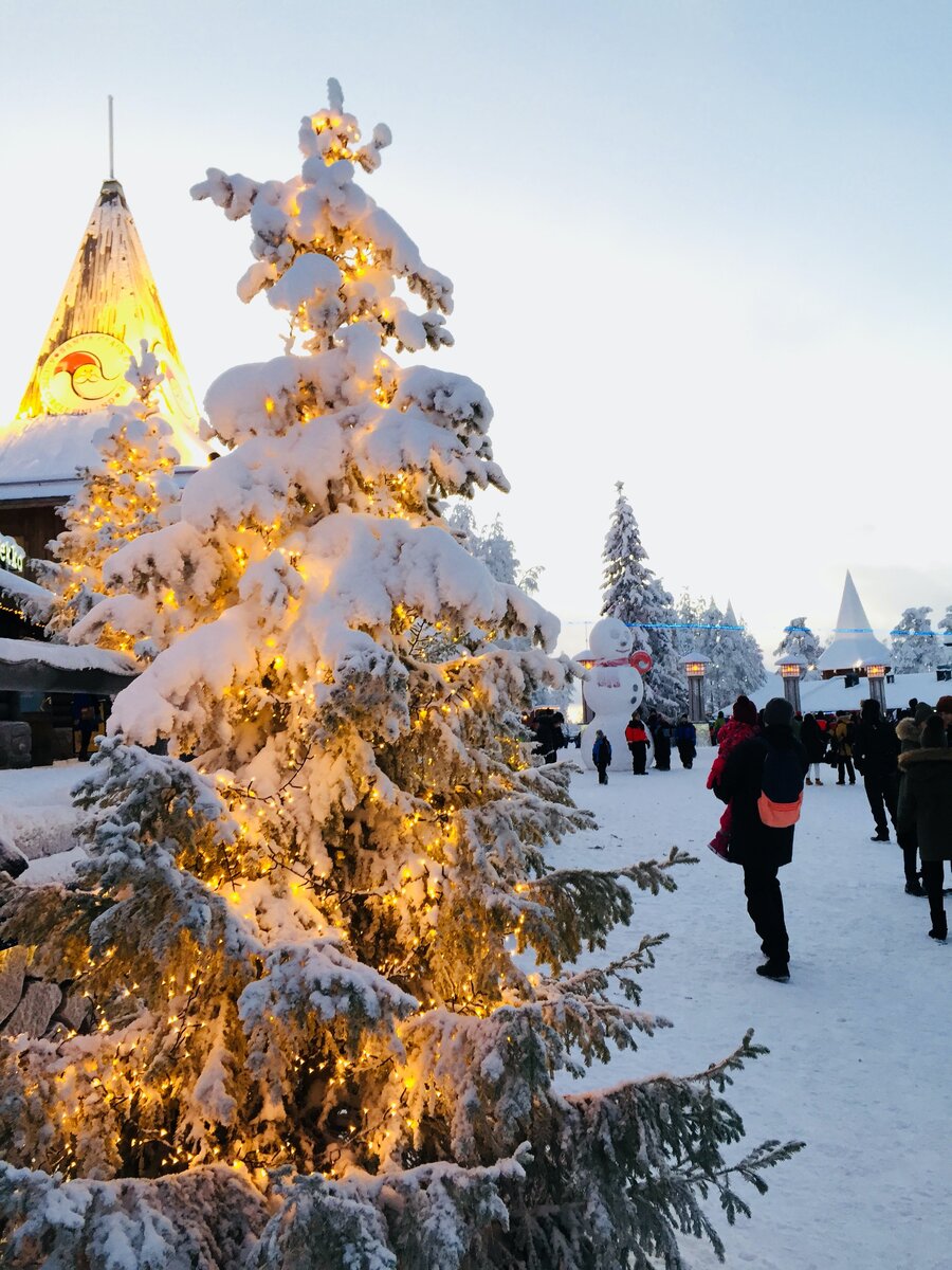 Живая новогодняя ель на севере Финляндии